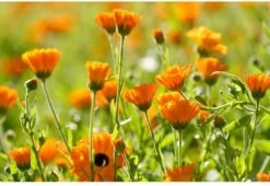 Weleda Baby Calendula Weer & Windbalsem -Winkel Voor Babyverzorgingsproducten 1200x825 6