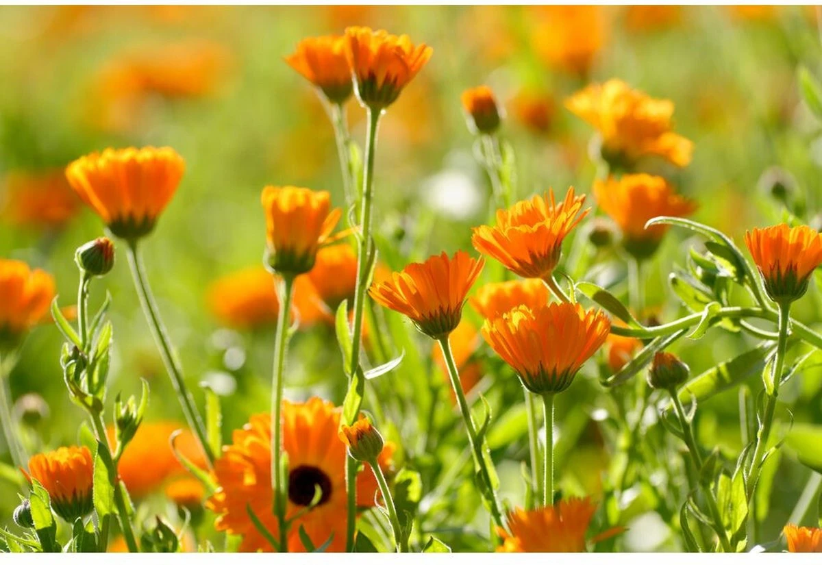 Weleda Baby Calendula Gezichtscrème 5 Weleda Baby Calendula Gezichtscrème - Afbeelding 3