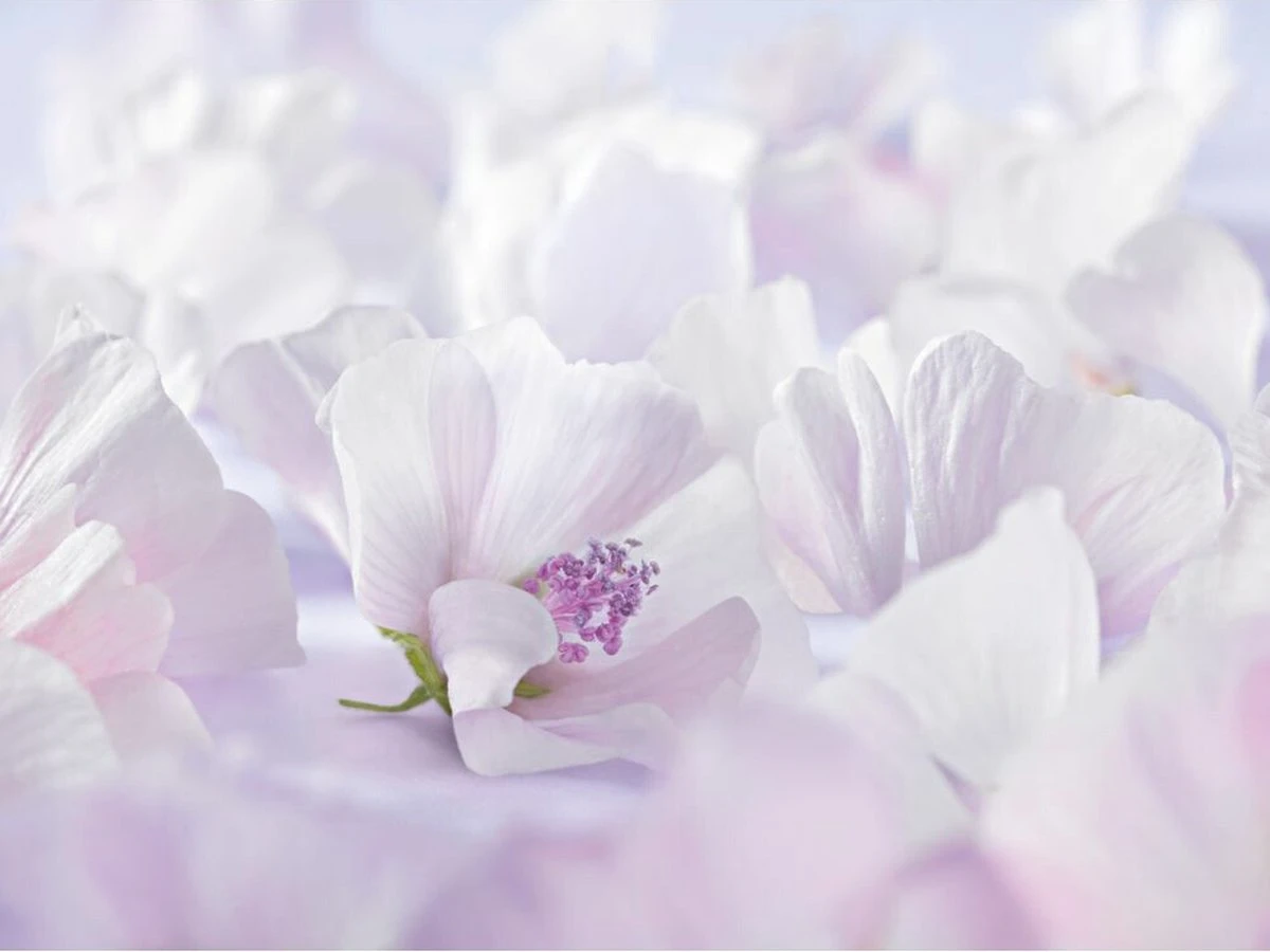 Weleda Baby Sensitive Witte Malva Bodymilk 4 Weleda Baby Sensitive Witte Malva Bodymilk - Afbeelding 2