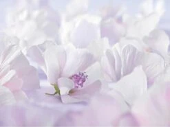 Weleda Baby Sensitive Witte Malva Gezichtscrème 9 Weleda Baby Sensitive Witte Malva Gezichtscrème -Winkel Voor Babyverzorgingsproducten 1200x900 42